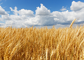 Weizen - Getreide für Mensch und Tier